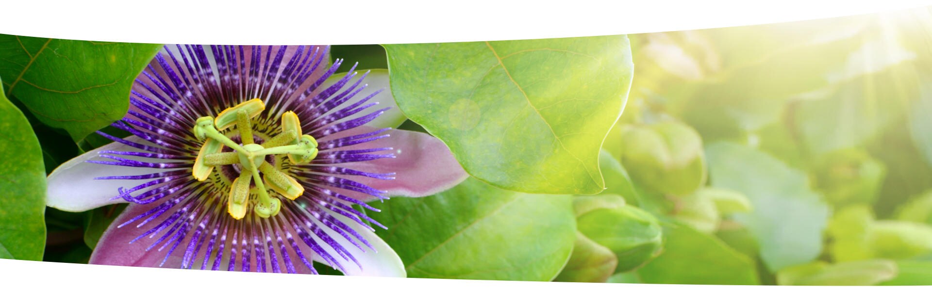 Passionsblume lindert nervöse Unruhe